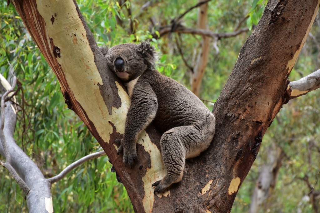 Koala, Morialta Conservation Park, Adelaide, Australia