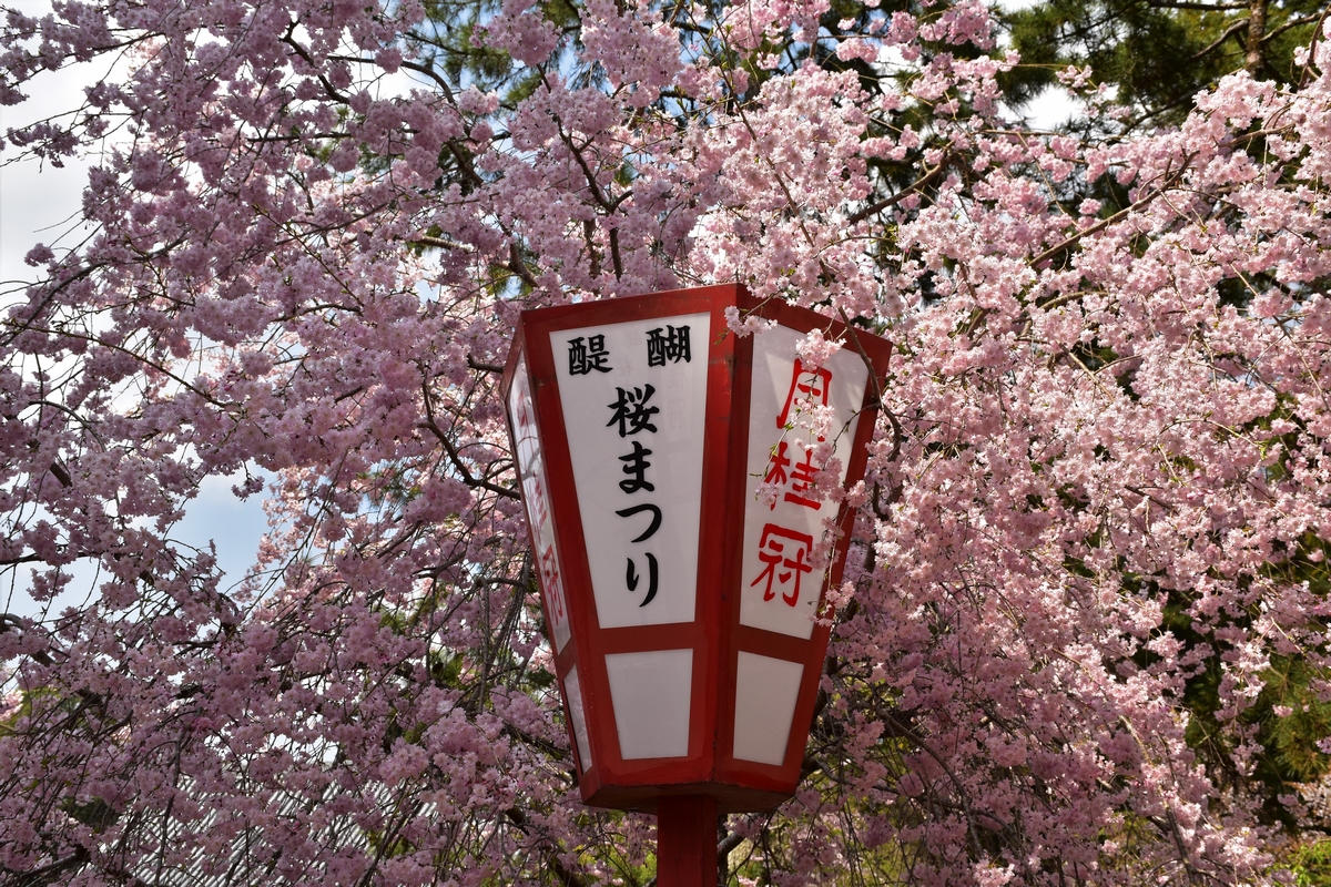 Kyoto, cherry blossoms, Daigo Ji, Japan