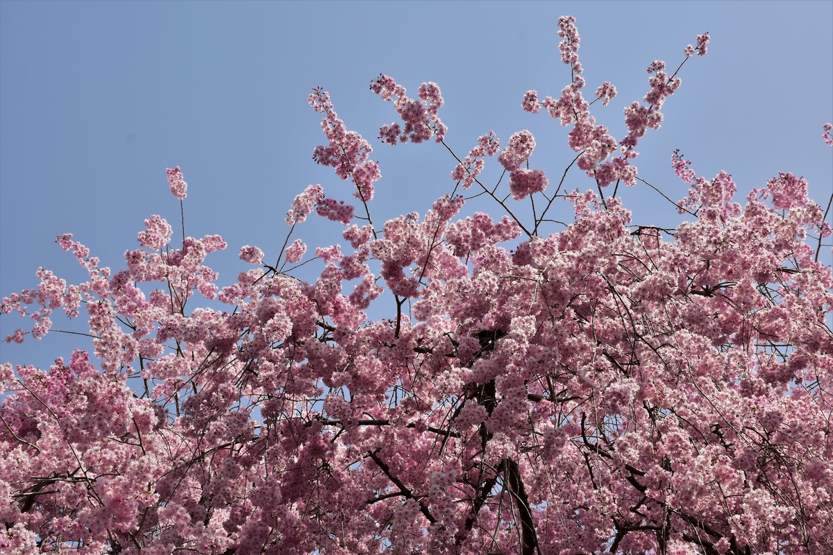Kyoto, Japan, Ryoan-ji temple, cherry blossoms