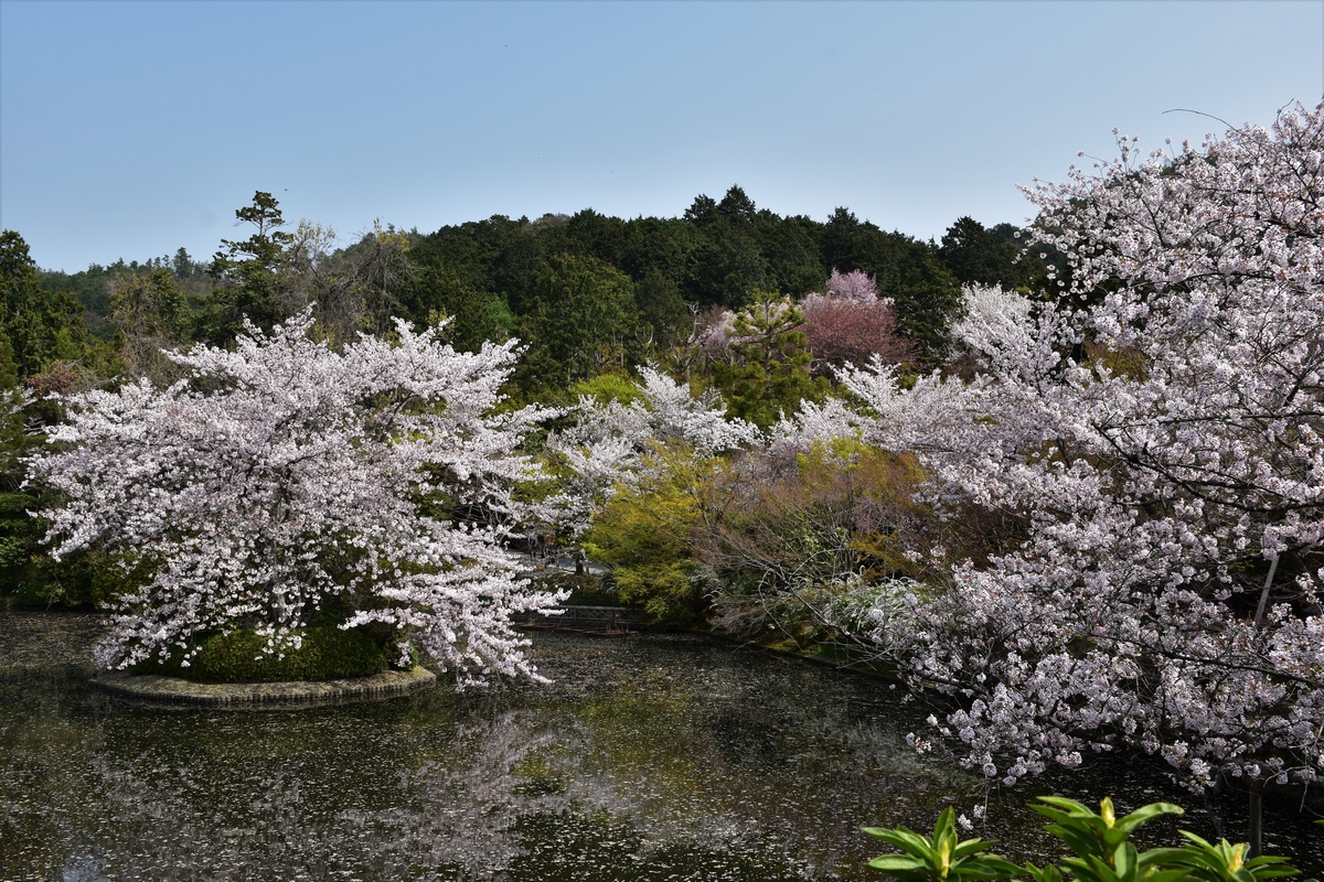 Kyoto, Japan, Ryoan-ji temple, lake, cherry blossoms