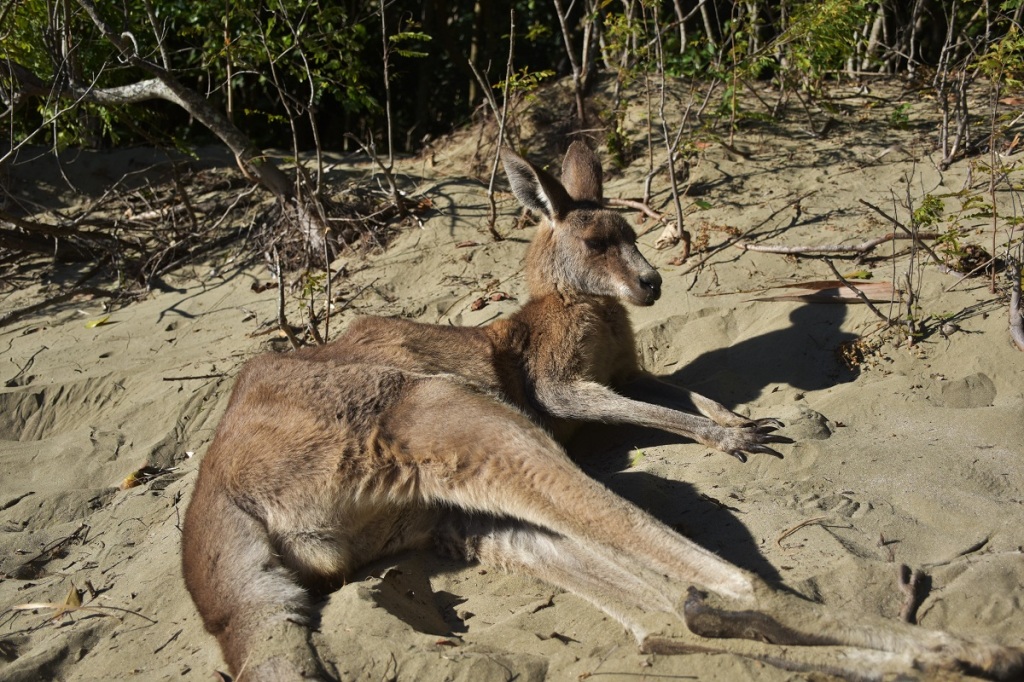 Cape Hillsborough, Queensland, kangaroo, Australia
