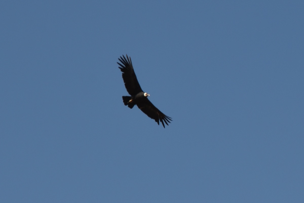 Colca Canyon, Peru, Mirador Cruz del Condor