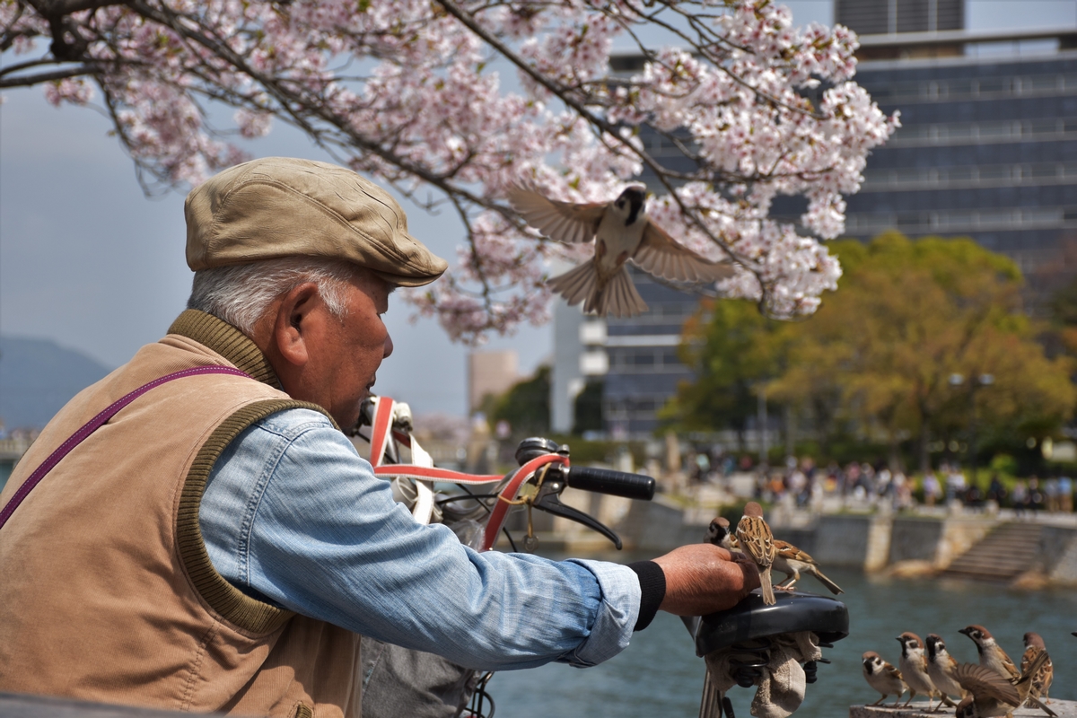 Hiroshima, Japan, old man, birds