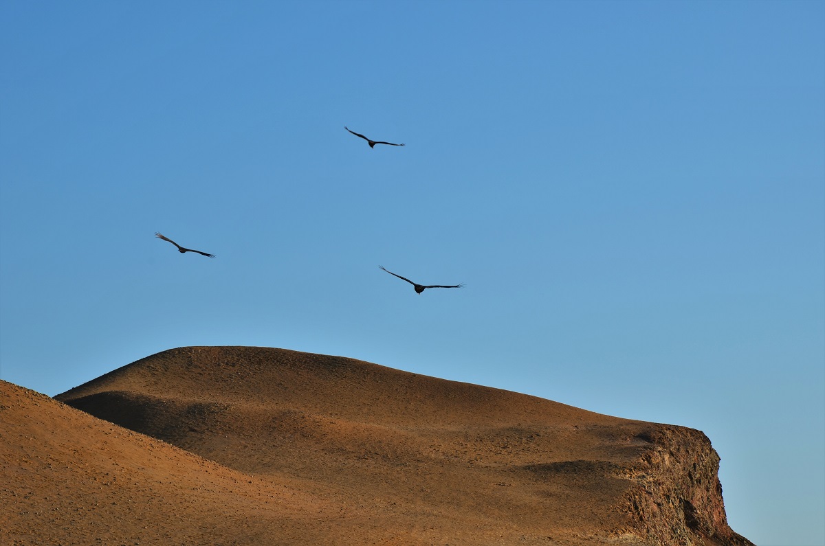 Paracas, Peru, National Reserve, turkey vultures