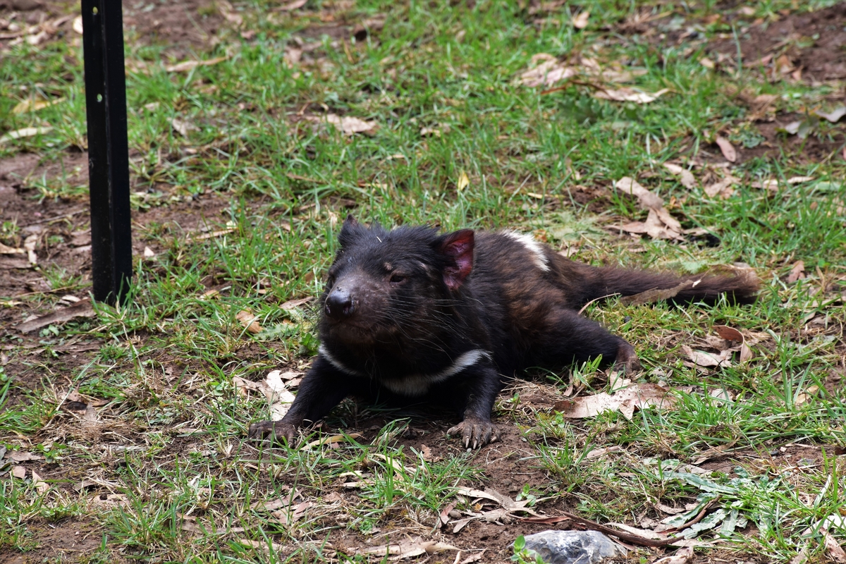 Tasmania, Tasmanian devil, Australia