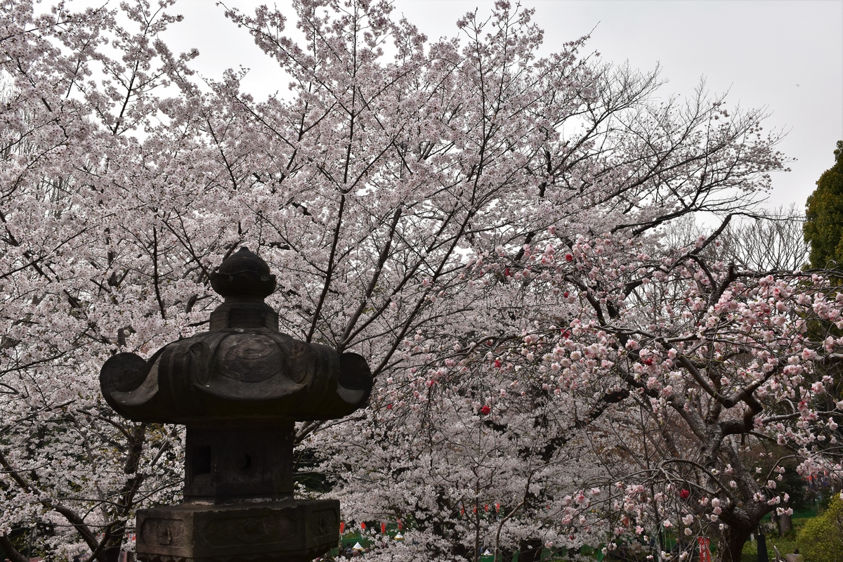 Tokyo, Japan, Ueno Park, cherry blossoms