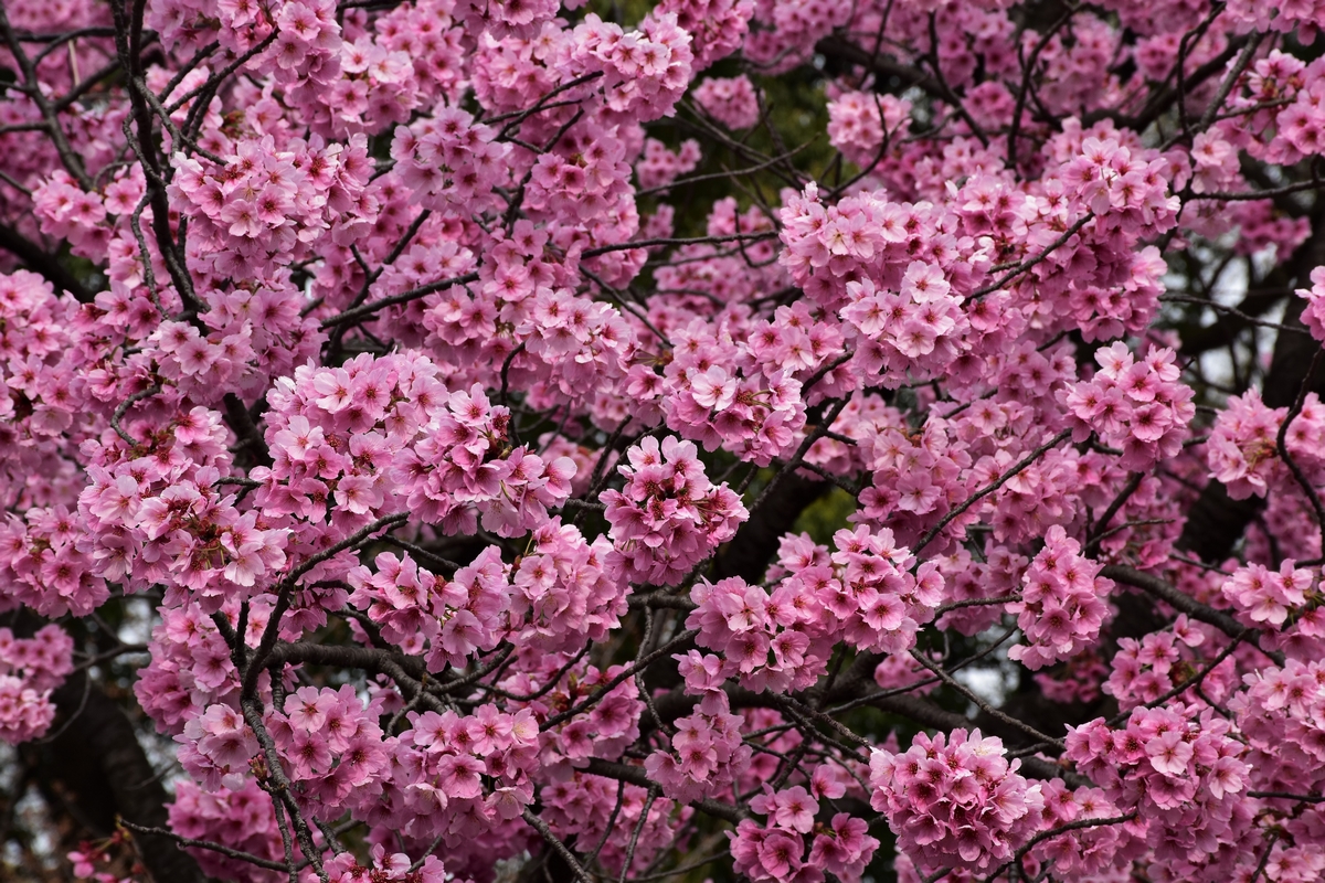 Tokyo, Japan, Ueno Park, cherry blossoms