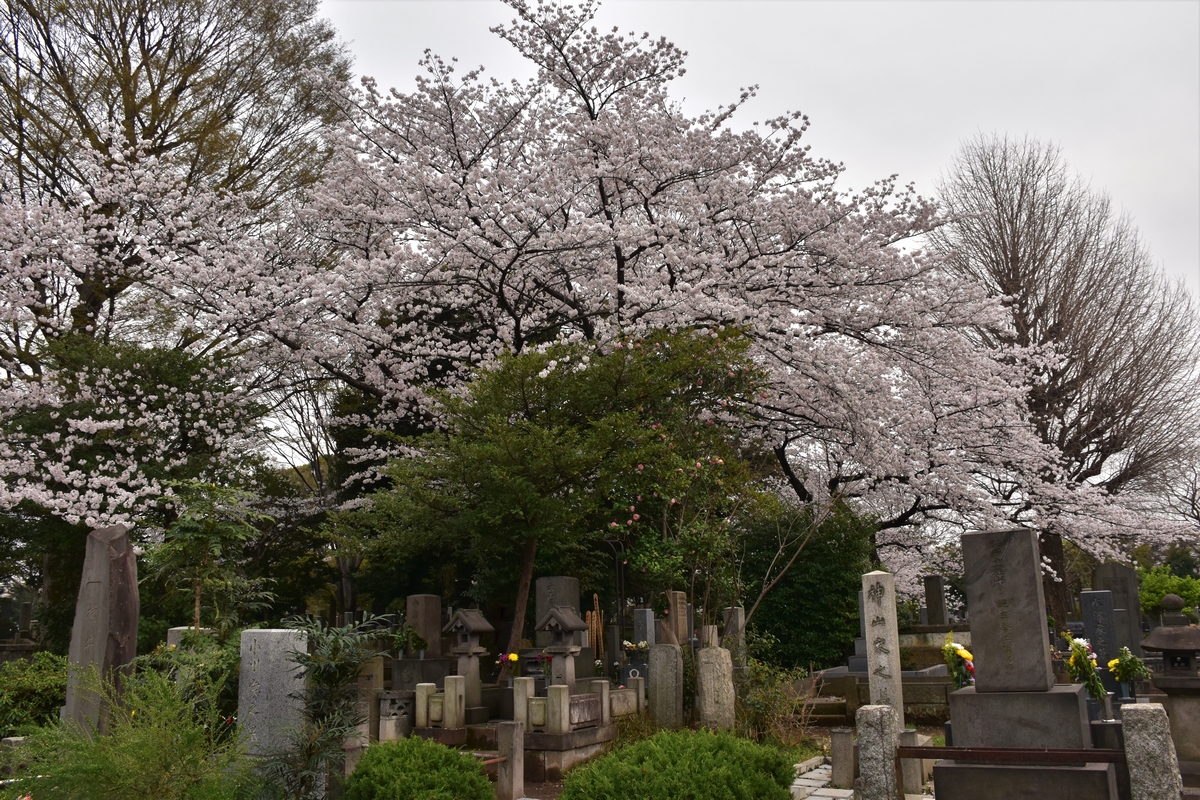Tokyo, Yanaka, cemetery, cherry blossoms, Japan