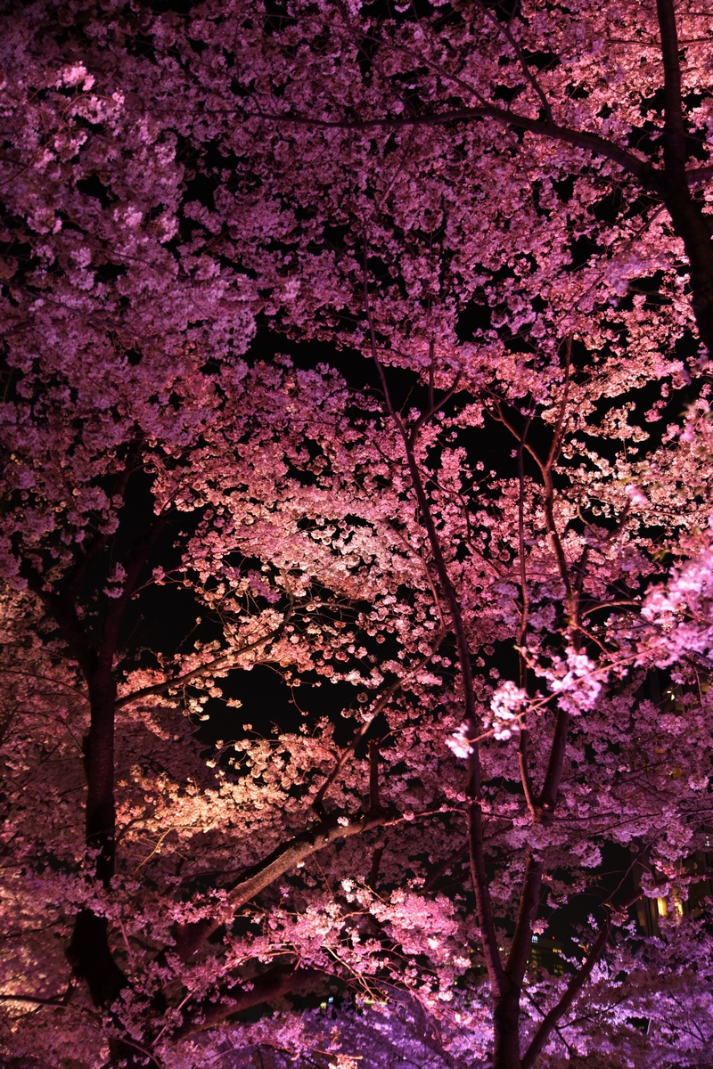 Tokyo, Japan, Midtown, cherry blossoms