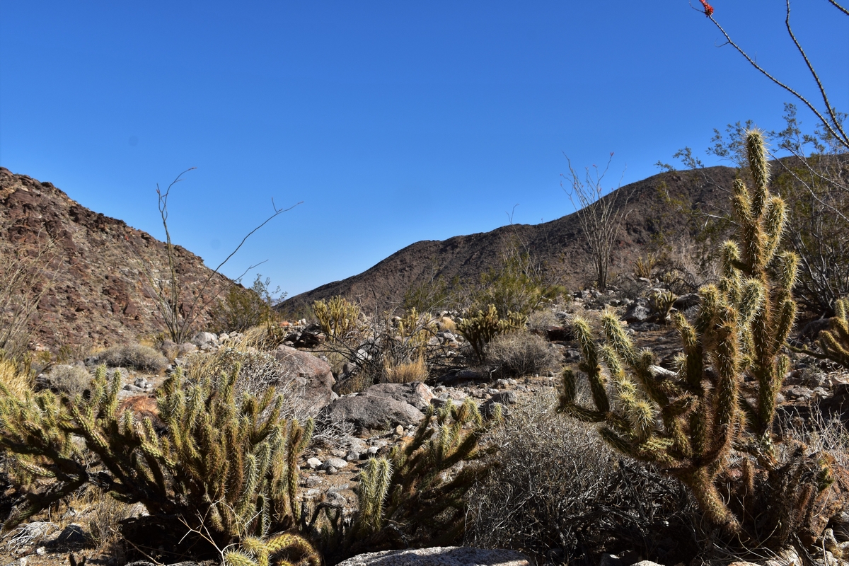 Anza Borrego State Park, California, USA, Palm Canyon, cactus