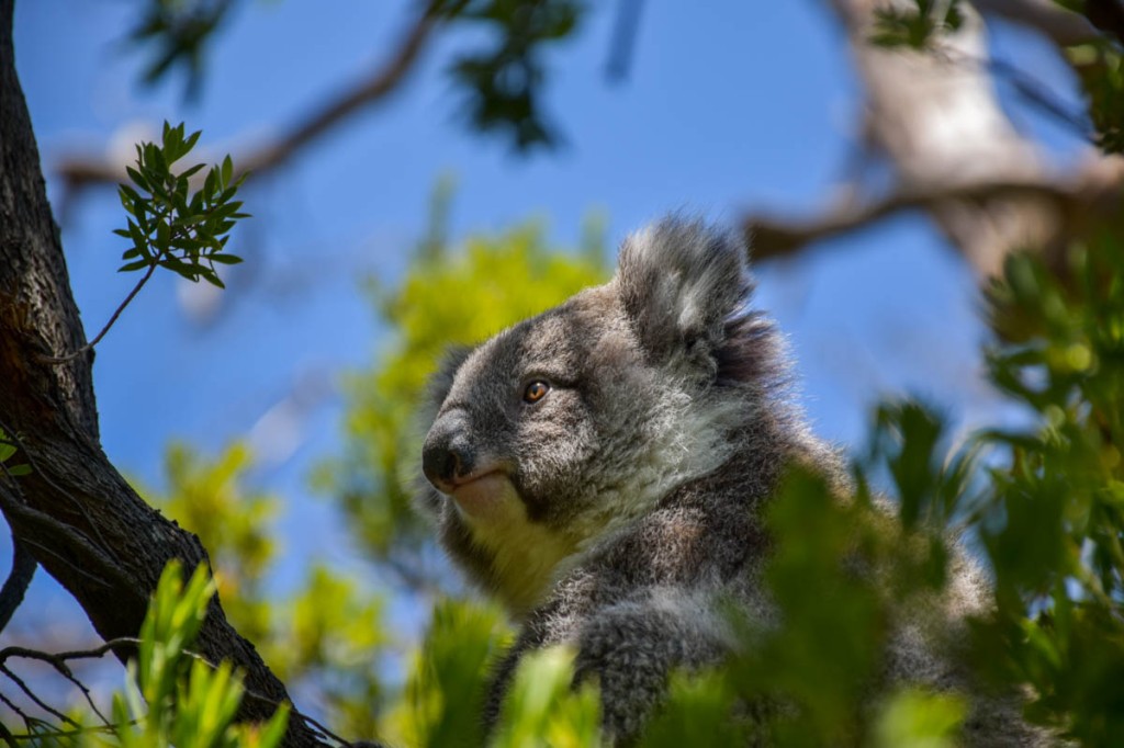 Great Ocean Road, Victoria, Australia, Cape Otway, koalas