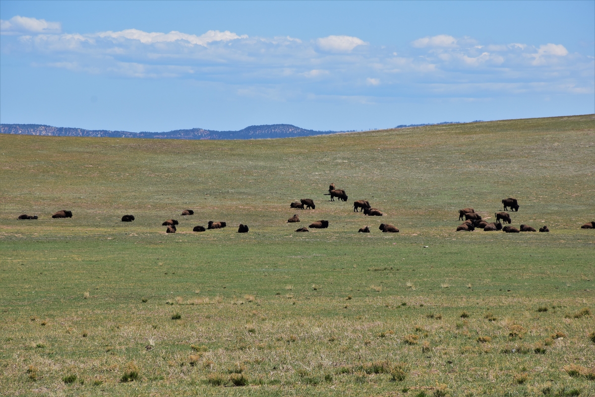 Zion National Park, Utah, USA, buffalos